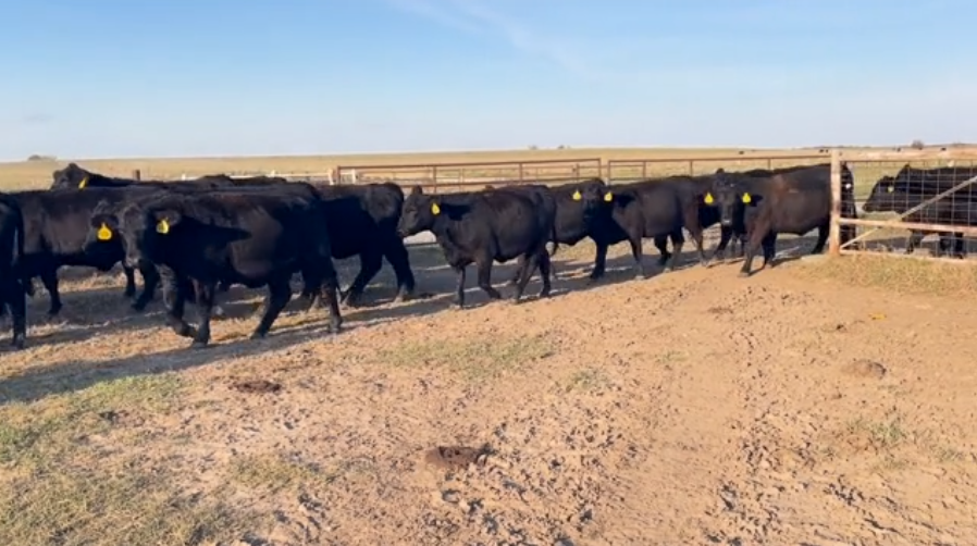 Folks, if you’re down South, here’s your group of bred heifers.- BH1110B5